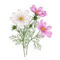 Vector illustration of a bush of cosmos flowers Royalty Free Stock Photo